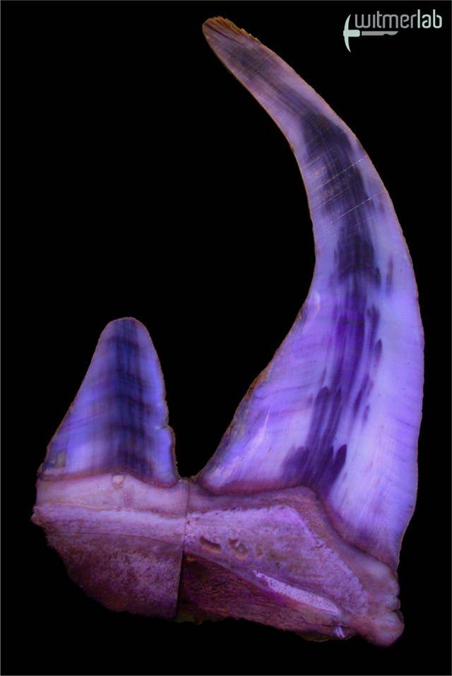 흰코뿔소 뿔 절단면에 자외선을 조사하여 촬영. Hieronymus 등 2006. 형태학 저널 267(10)1172–1176.