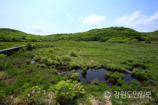 ▲ 대암산 용늪 전경