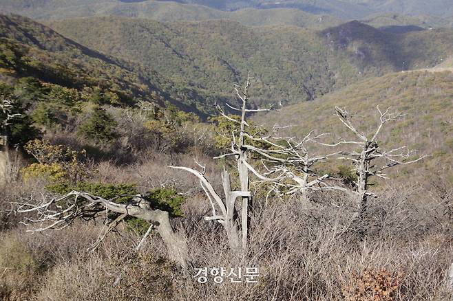 강원 함백산 약 1500ｍ 높이에 고사한 분비나무가 앙상한 가지를 드러낸 채로 서 있다.  강한들 기자