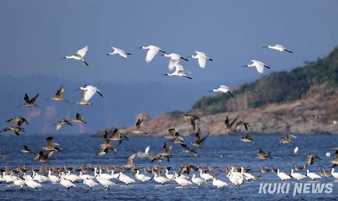 서천 유부도 갯벌 위로 국제보호종인 저어새 무리를 비롯해 도요새들이 날고 있다. 저어새는 우리나라 서해안에서 번식하는 세계적인 멸종위기종이다.&nbsp;