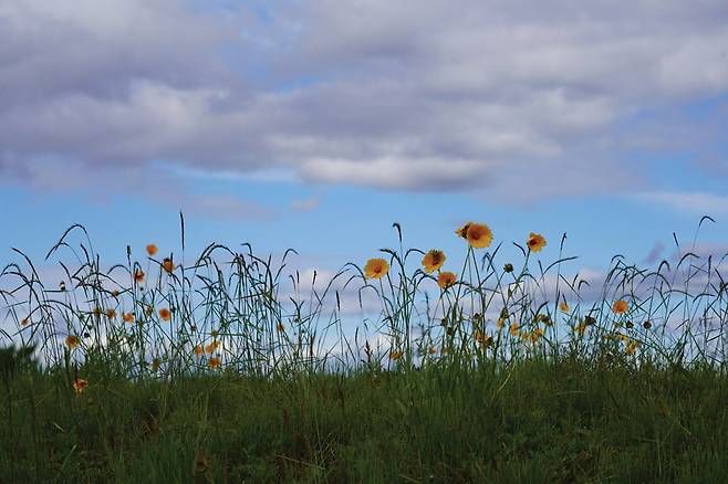 지나가는 등산객을 유혹하는 아차산 3보루와 4보루의 금계국