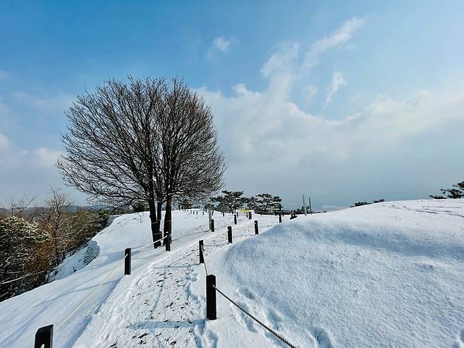눈이 내린 날엔 더욱 늠름한 모습으로 아차산 4보루를 지키고 있는 나홀로나무.