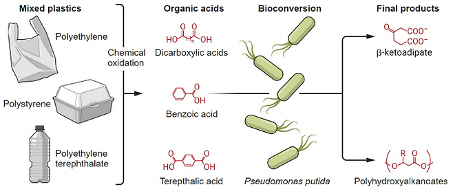 국립재생에너지연구소가 주도한 미국 공동연구자들은 플라스틱 3종 혼합물을 분리하지 않고 그대로 반응시켜 유기산 혼합물로 분해하고 이를 대사공학으로 디자인한 미생물에 먹여 새로운 플라스틱의 원료로 바꾸는 방법을 개발했다. A. Fisher/사이언스 제공