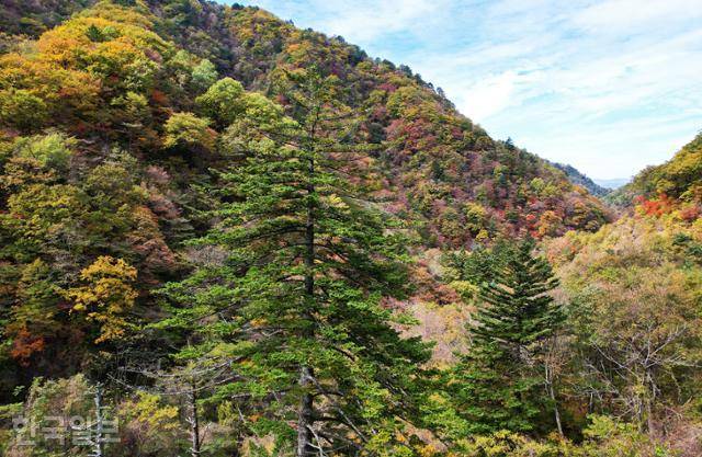 14일 미천골 상류로 갈수록 단풍이 더욱 짙어지고 있었다.