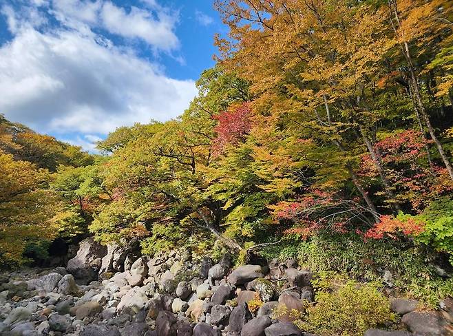 어리목 오목교 단풍 상황 [제주지방기상청 제공. 재판매 및 DB 금지]