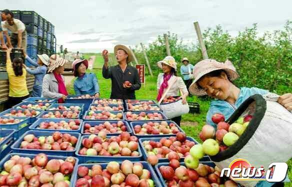 (평양 노동신문=뉴스1) = 북한 노동당 기관지 노동신문이 지난 9월 보도한 북한의 최대 과일 산지인 황해남도 과일군의 과수원 모습. [국내에서만 사용가능. 재배포 금지. DB 금지. For Use Only in the Republic of Korea. Redistribution Prohibited] rodongphoto@news1.kr