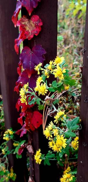 담쟁이 빨간 단풍잎을 배경으로 핀 산국. 2021년 11월4일 경기 남양주 북한강변 촬영