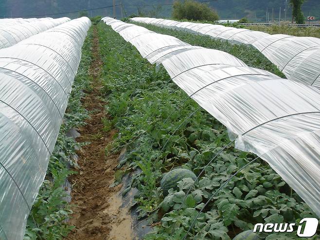 전북 진안군에 소재한 ‘진안고원 GAP 수박 재배단지’가 농촌진흥청이 주관한‘최고품질 농산물 생산단지’ 심사에서 우수상인 농촌진흥청장상에 선정됐다.(진안군제공)2022.10.24/뉴스1