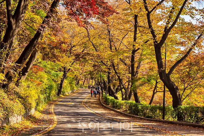 남산둘레길 단풍