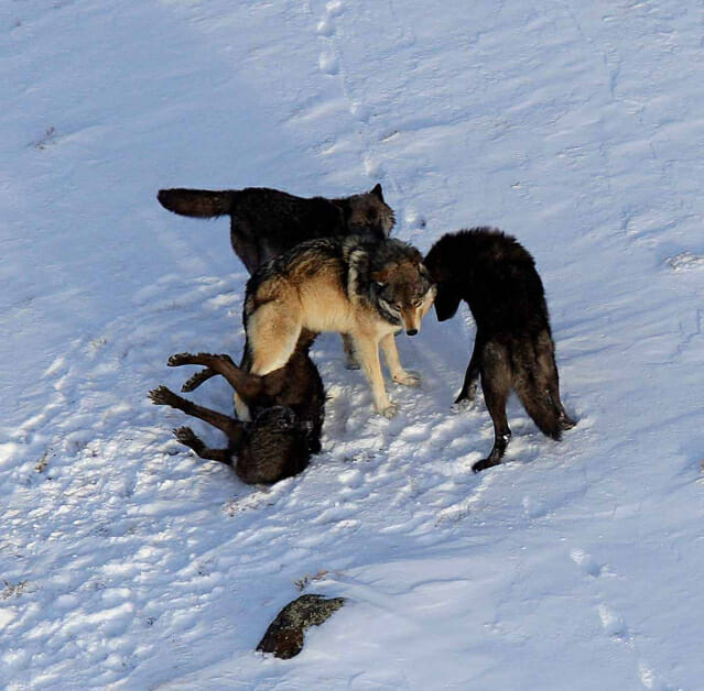 수컷 회색 늑대가 암컷 검은 늑대와 짝짓기를 하고 있다. (사진=Daniel Stahler/NPS)