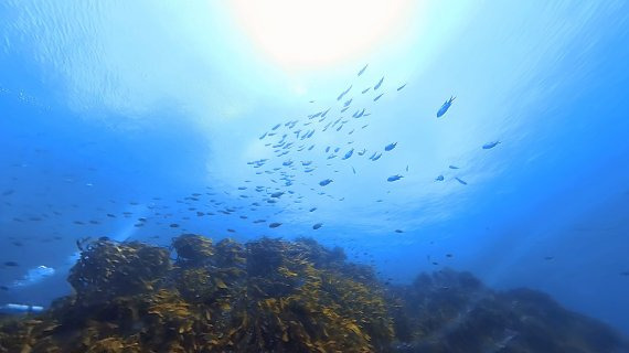 독도 수중세계 영상 사진. 사진=국립수산과학원 제공