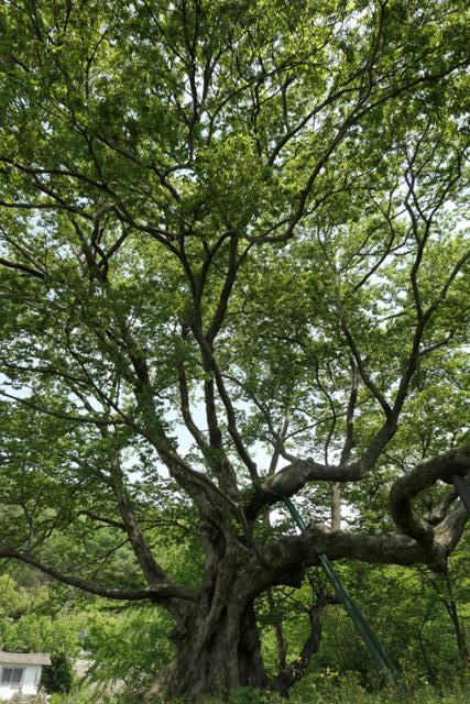 대구 달성 유가읍 용리에 있는 500살이 넘은 푸조나무.