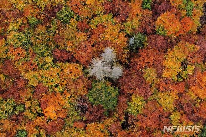 [AP/뉴시스] 독일 쉬케 인근 산의 10월23일 사진으로 풍데이병과 가뭄으로 말라죽은 나무 주위를 예쁘게 단풍든 나무들이 둘러싸고 있다.