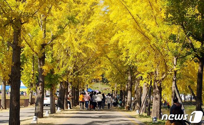 충북 괴산군 문광면 양곡1리 은행나무 가로수 길. (사진은 기사 내용과 무관함) / 뉴스1 ⓒ News1