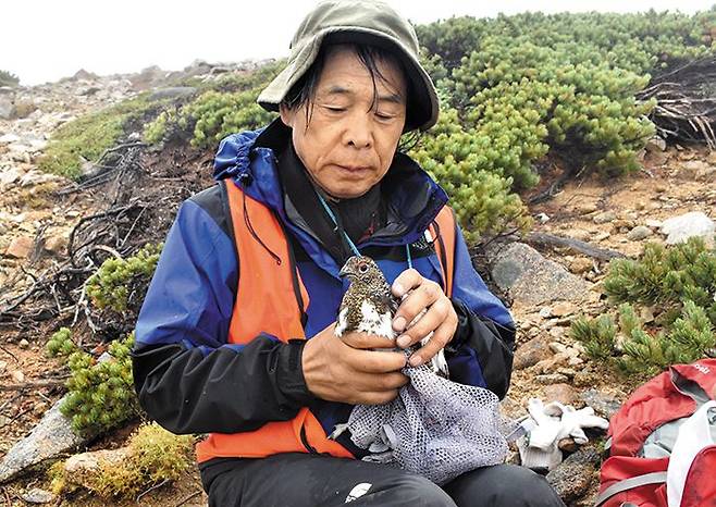 지난달 22일 오전 일본 나가노현 중앙알프스 정상인 고마가다케에서 나카무라 히로시씨가 개체 식별용 발찌를 채우기 위해 뇌조 한 마리를 안고 있다. 그는 인공사육한 뇌조를 이곳에 풀어 야생으로 돌려보내는 프로젝트를 진행 중이다. /와타나베료 마이니치신문 기자