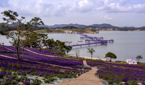 신안군 퍼플섬이 한국관광공사가 선정한 ‘11월 추천 가볼 만한 곳’으로 선정됐다. 사진제공｜신안군