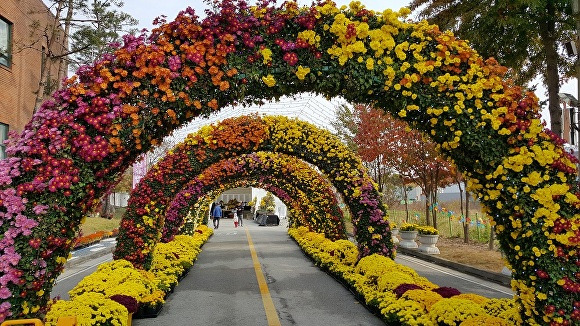 전라북도 부안군 제12회 부안 가을애(愛) 국화 축제장에 설치된 국화터널.[사진=부안군청]