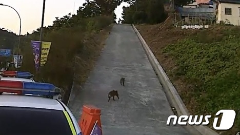 부산시민공원 인근에 출몰한 멧돼지 모습.(부산소방재난본부 제공)