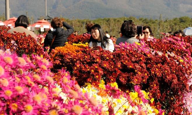 서산국화축제가 11월2일 충남 서산시 고북면 복남골길에서 열린다. 지난 2019년 축제를 찾은 관람객들이 국화를 감상하고 있다. 서산시 제공