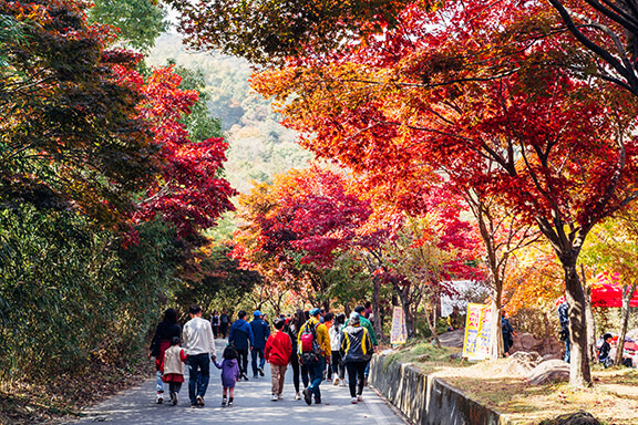 전남 구례군 지리산 피아골 단풍 풍경. 구례군 제공