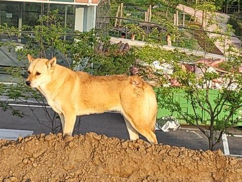 공사장을 전전하며 살던 진순이. 고아라씨가 3년간 돌보다 결국 구조에 성공했다. 엉덩이는 누구에게 맞았는지 상처가 나 있었다. 고아라씨 제공