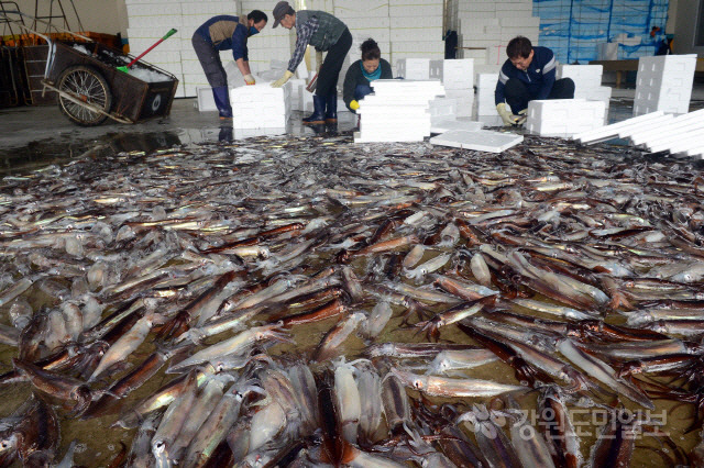 ▲ “오징어 돌아왔다”[강원도민일보 자료사진]