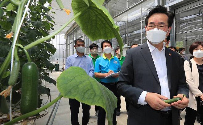 [보령=뉴시스] 강종민 기자 = 정황근 농림축산식품부 장관이 20일 충남 보령시 정라면 스마트팜 오이 농장 '그린몬스터즈'을 찾아 미니 오이 생산 현장을 살펴보고 있다. (사진=농식품부 제공) 2022.07.20. *재판매 및 DB 금지