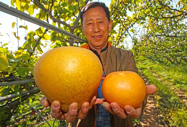 [산청=뉴시스]산청서 기존 배보다 3~4배 큰 대왕배 수확. *재판매 및 DB 금지