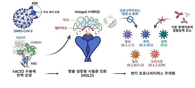 hACE2 수용체 모방 하이브리드 중화제 개발 과정. 연구팀의 독자적인 시험관 진화 기술(HOLD)을 통해 개발된 펩타이드-핵산의 하이브리드 중화제는 코로나19 변이에 더욱 우수한 중화 효능을 보인다. 포스텍 제공