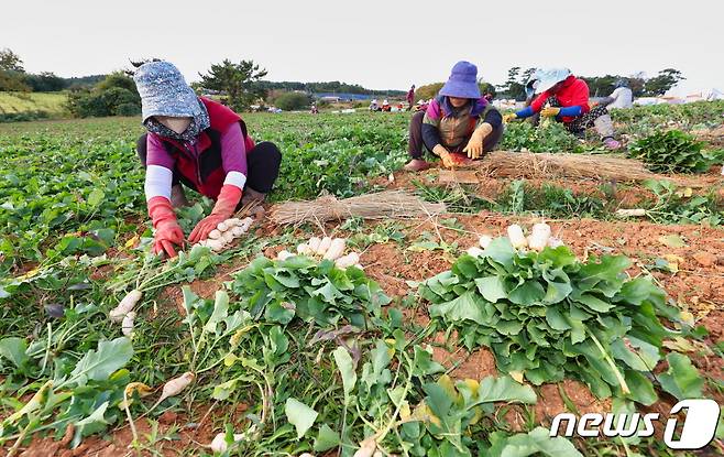 지난 26일 태안읍 반곡리에서 농민들이 총각무를 수확하는 모습(태안군 제공)