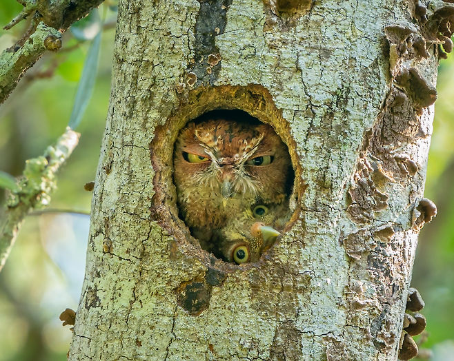 /Mark Schocken/Comedy Wildlife Photography Awards 2022