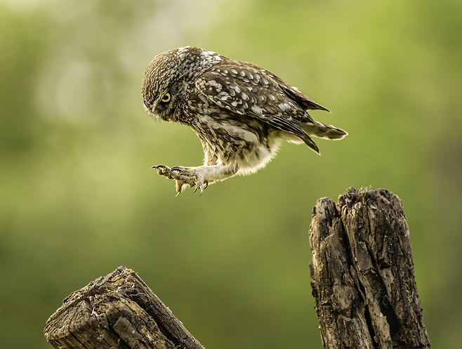 /Tímea Ambrus /Comedy Wildlife Photography Awards 2022