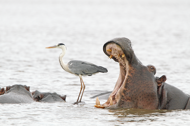 /Jean Jacques Alcalay / Comedy Wildlife Photography Awards 2022