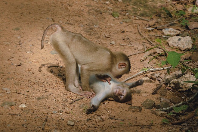 /Federica Vinci /Comedy Wildlife Photography Awards 2022