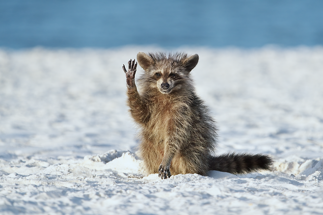 /Miroslav Srb /Comedy Wildlife Photography Awards 2022