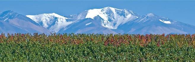 투풍카토 포도밭. 홈페이지