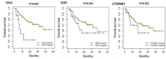 TP53 돌연변이를 보유한 간암 환자에서 그렇지 않은 환자에 비해 더 나쁜 생존율을 보였다(P=0.007). 반면 다른 유전자 변이인 TERT와 CTNNB1 돌연변이는 환자의 생존에 유의한 영향을 주지 않았다.[자료제공=연세의료원]