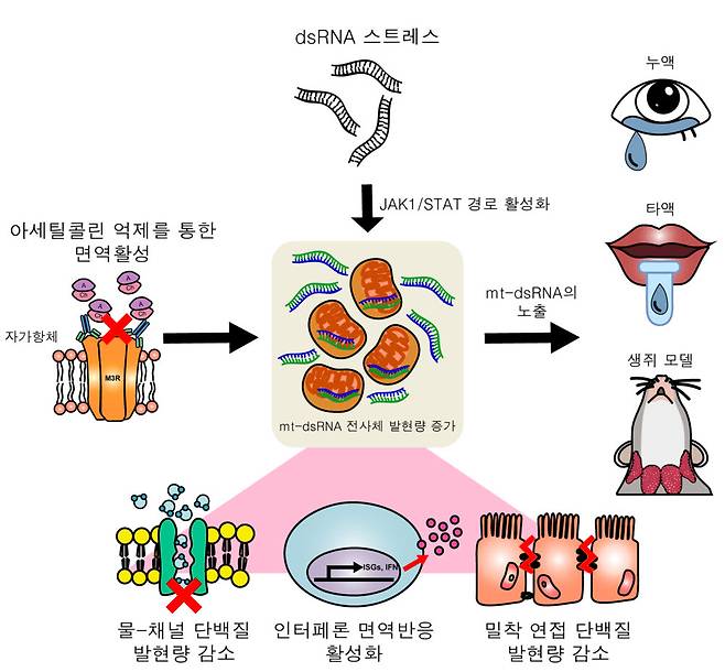 쉐그렌 증후군의발병 메커니즘 모식도