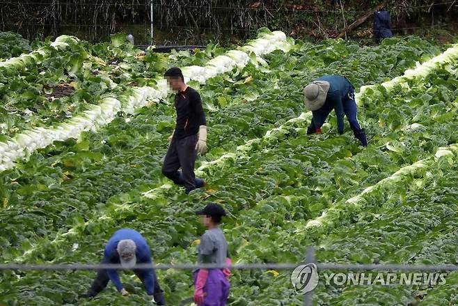 빗속 고랭지 배추 수확 (홍천=연합뉴스) 유형재 기자 = 3일 강원 홍천군 내면 고랭지 밭에서 외국인 노동자들이 비가 내리는 가운데 배추 수확을 서두르고 있다. 2022.10.3
 yoo21@yna.co.kr