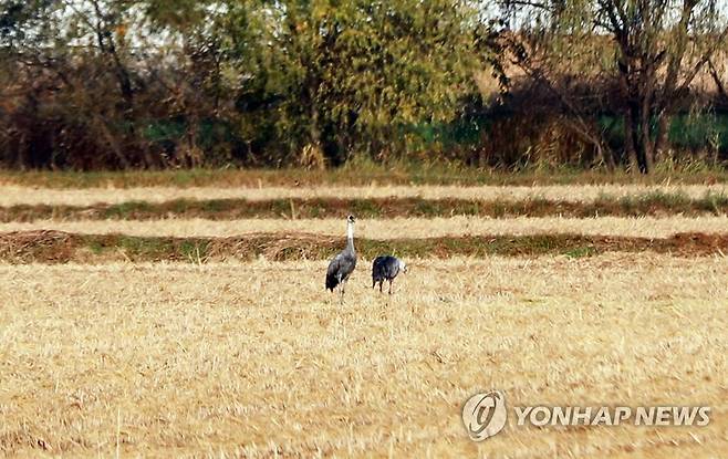 세종시 장남들 찾은 흑두루미   (세종=연합뉴스) 지난 28일 세종시 세종동 장남들에서 천연기념물 제228호이자 멸종위기야생생물 Ⅱ급인 흑두루미 2마리가 먹이활동을 하고 있다. 2022.10.31 [세종시 장남들 보전 시민모임. 재판매 및 DB 금지] sw21@yna.co.kr