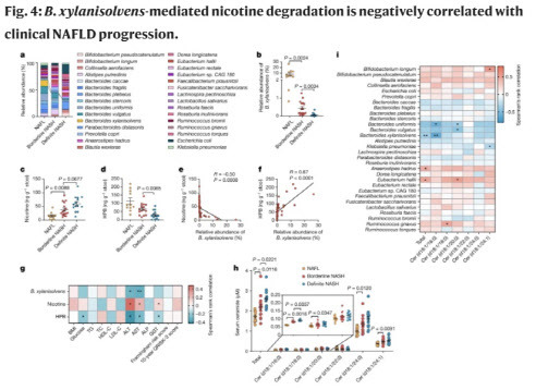 박테로이데스 자일라니솔벤스가 니코틴을 분해하며, 이는 NASH 증상의 진행과 음의 상관관계가 있다 (자료=네이처 온라인 갈무리)