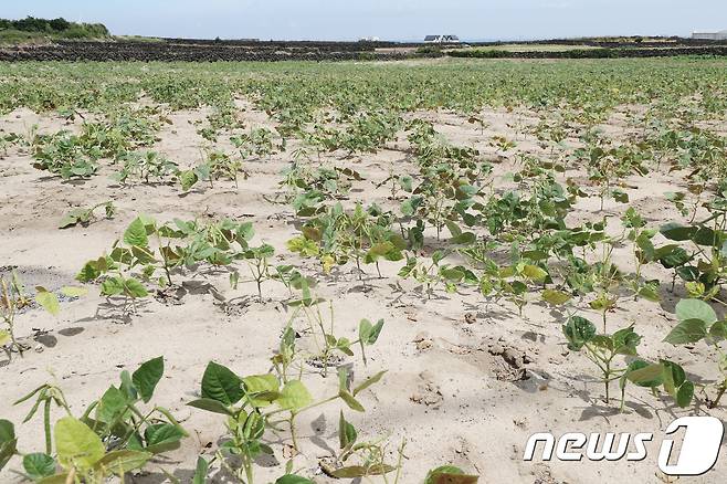 제주도내 한 밭작물이 가뭄으로 말라고 있다(뉴스1DB·사진은 기사 내용과 무관함) / 뉴스1 ⓒ News1