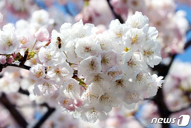 제주시 삼도일동 전농로 벚꽃길 일대에 벚꽃이 만개해 시선을 사로잡고 있다.2020.3.16/뉴스1 ⓒ News1 오현지 기자