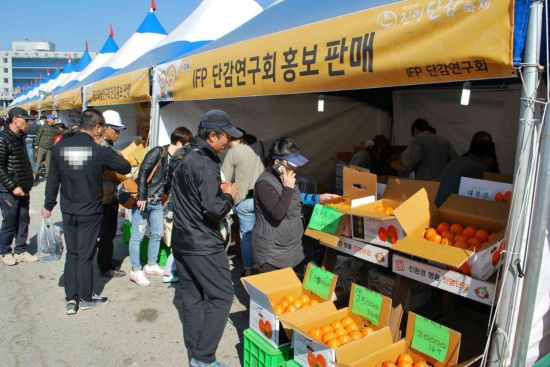 과거 개최된 진영단감축제장을 찾은 관광객들의 모습. [이미지출처=경남 김해시청]