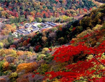 내장산국립공원 백양사.