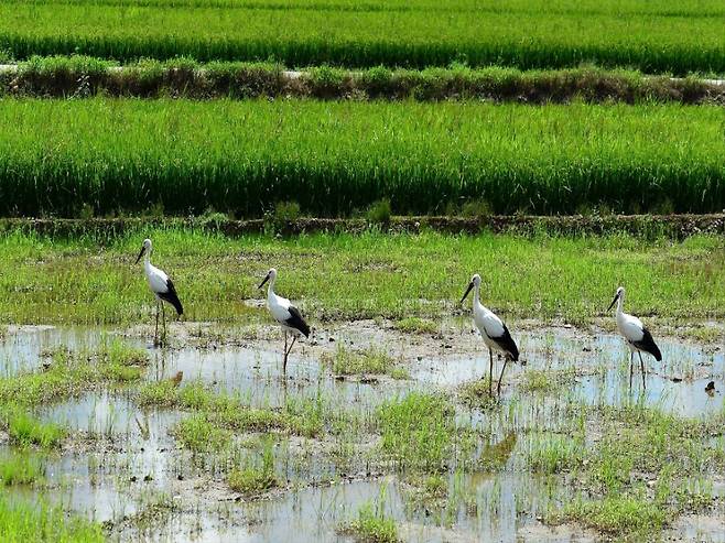 Four storks are seen in a field in Yesan, South Chungcheong Province, Sept. 3, 2021. (Stork Monitoring Database)