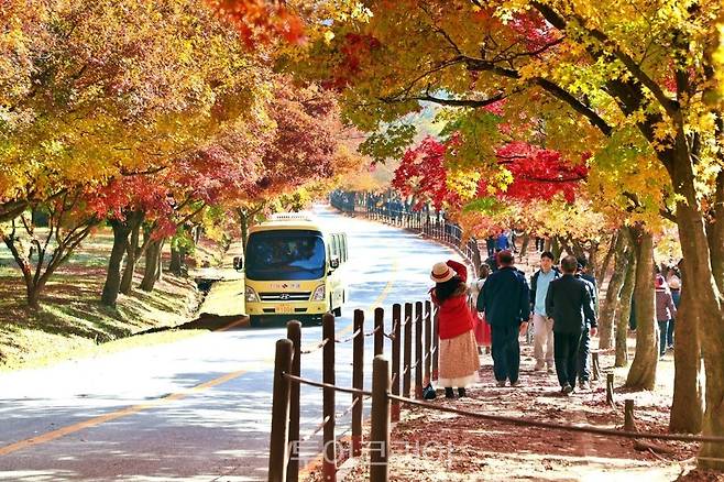 울긋불긋 단풍 절정 맞은 정읍 내장산