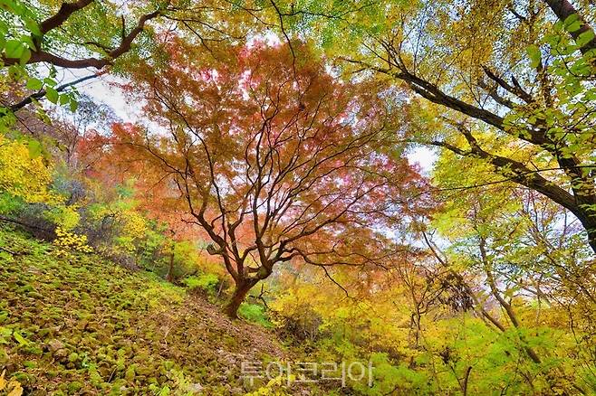 울긋불긋 단풍 절정 맞은 정읍 내장산