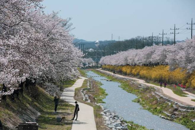 원당천 하류에 벚꽃이 절정을 이루면서 상춘객들의 눈길을 사로잡고 있다. (영주시 제공) 2022.11.02 