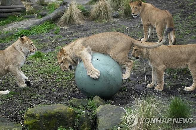 호주 시드니 타롱가 동물원 새끼 사자들 [AP 연합뉴스 자료사진. 재판매 및 DB 금지]